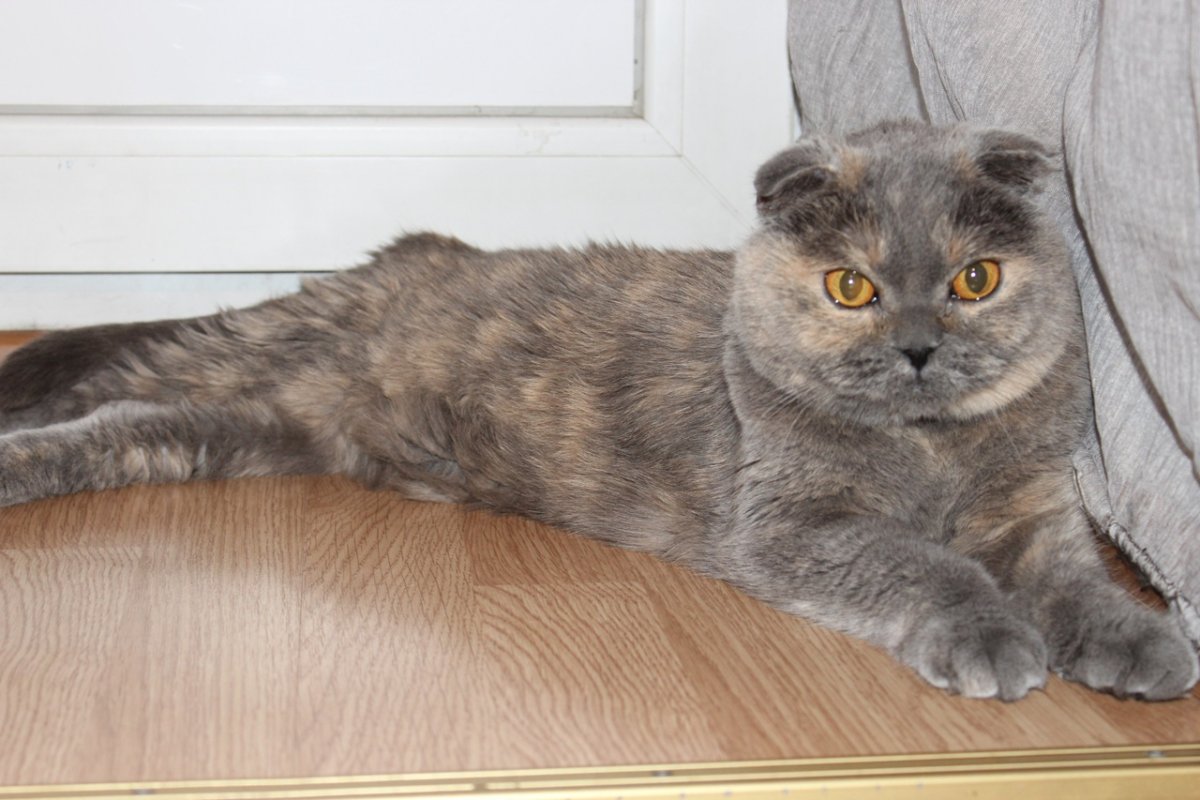 Картезианская кошка британец