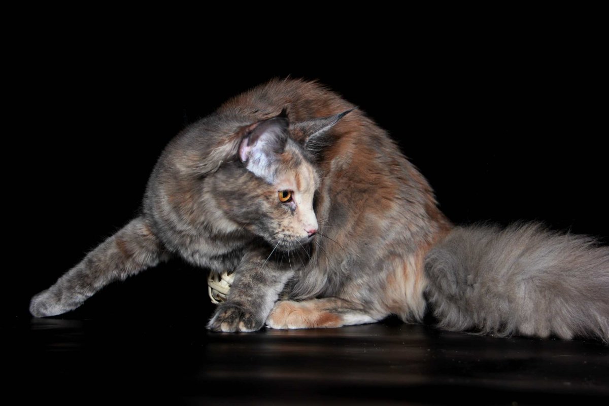 Британская голубокремовая черепаховая кошка