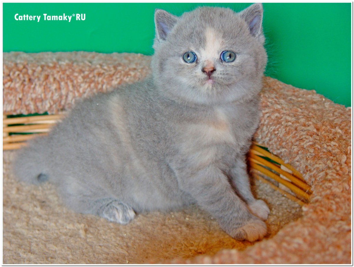 Голубая мраморная черепаха Мейн кун