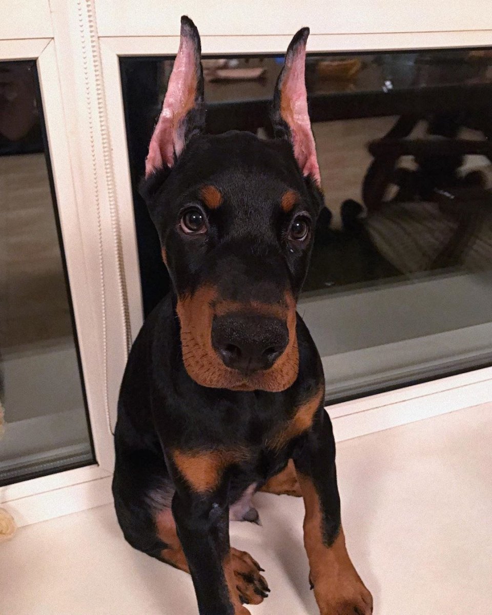 Доберман Изабелла