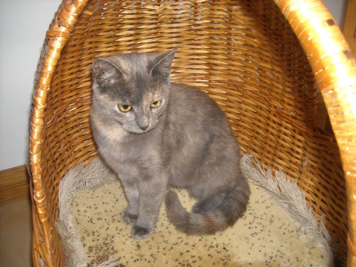 Голубокремовые кошки