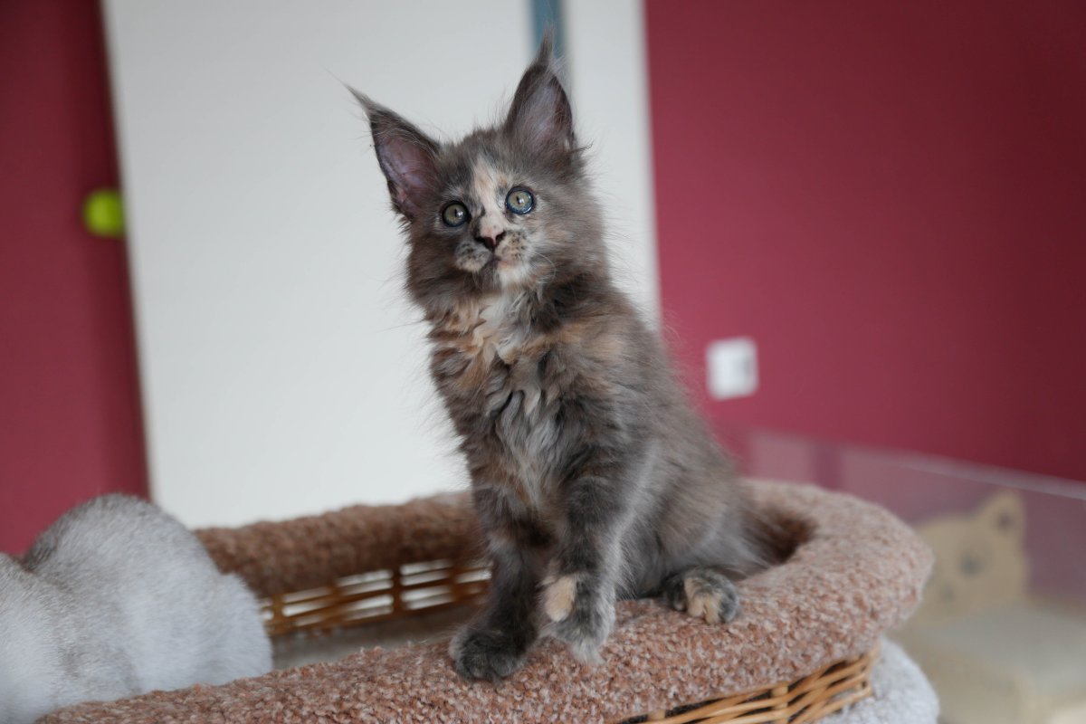 Голубокремовая черепашка Мейн кун