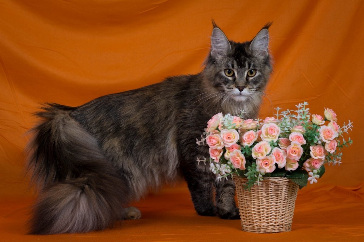 Девон рекс голубокремовая черепаха