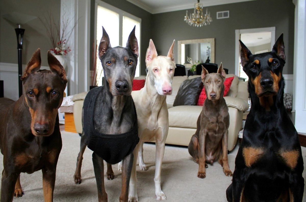 Доберман Изабелла