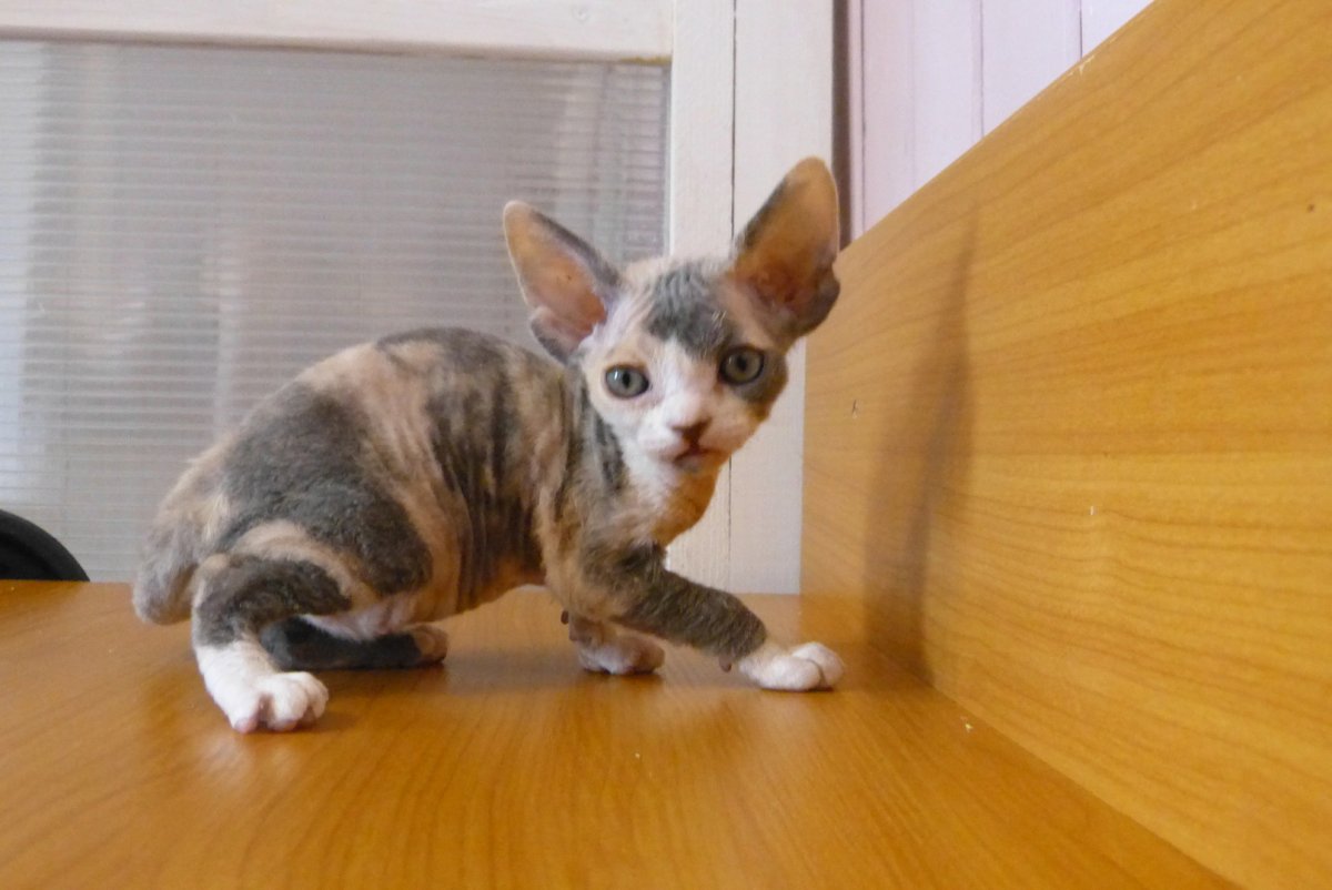 Голубокремовая британка