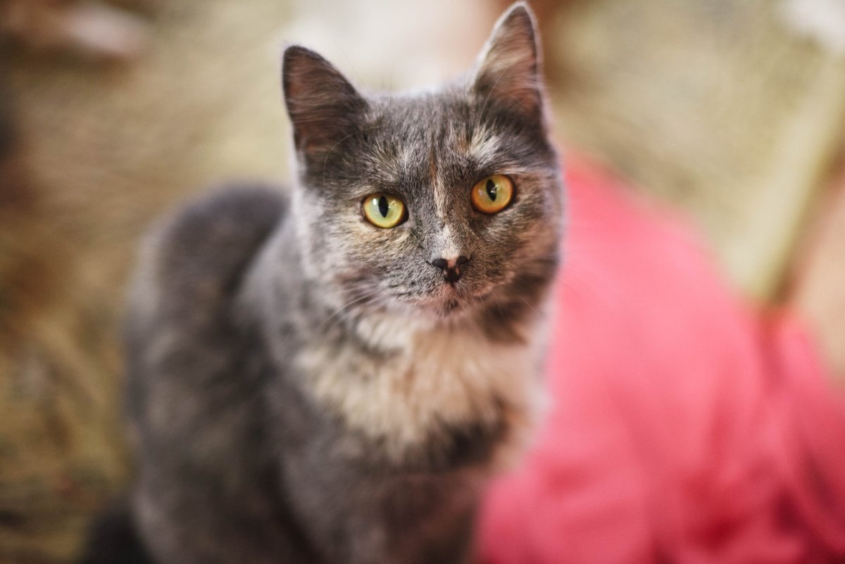 Голубая черепаха Мейн кун котенок