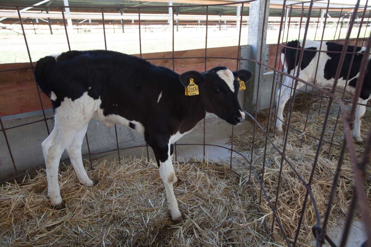 Телята голштинской породы