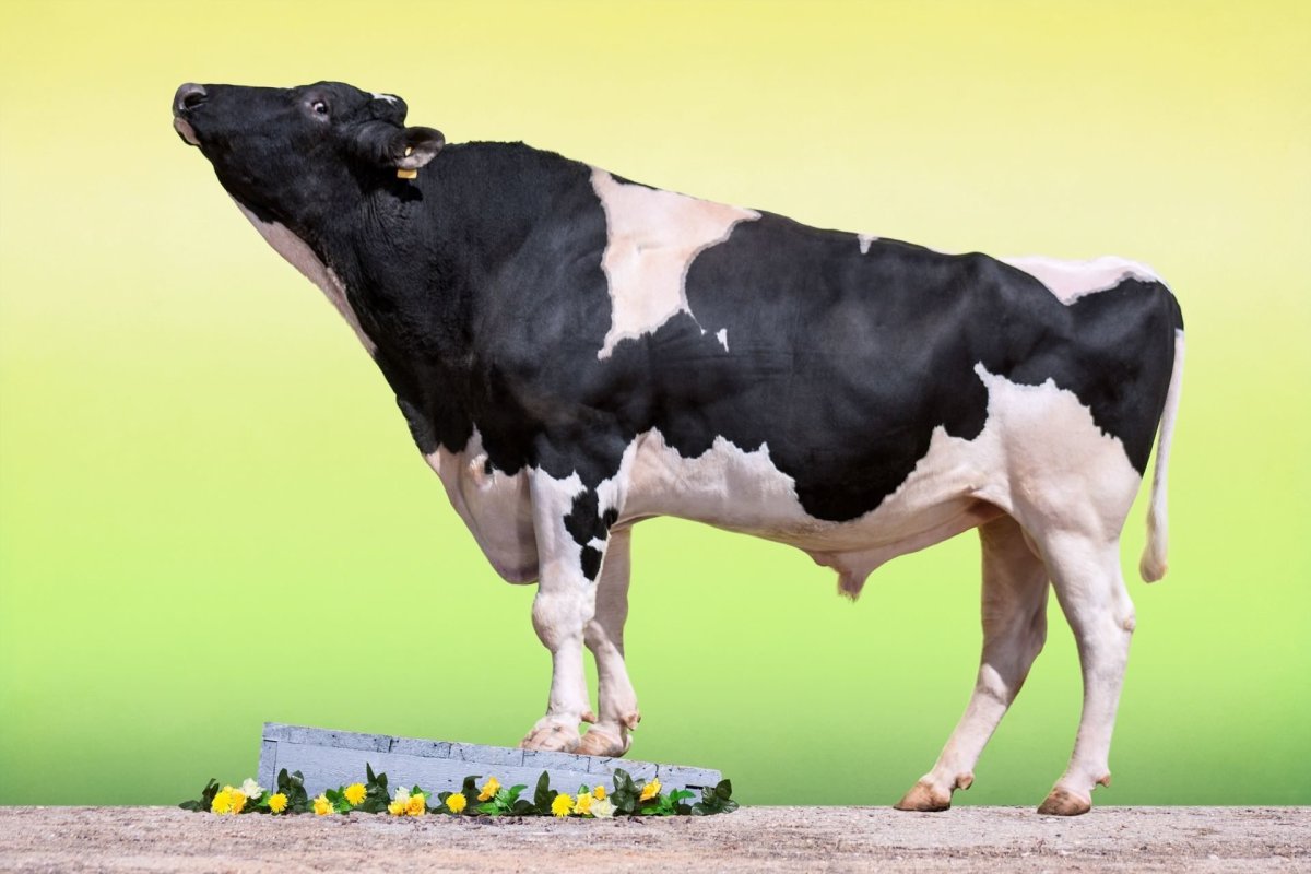Порода коров голштино