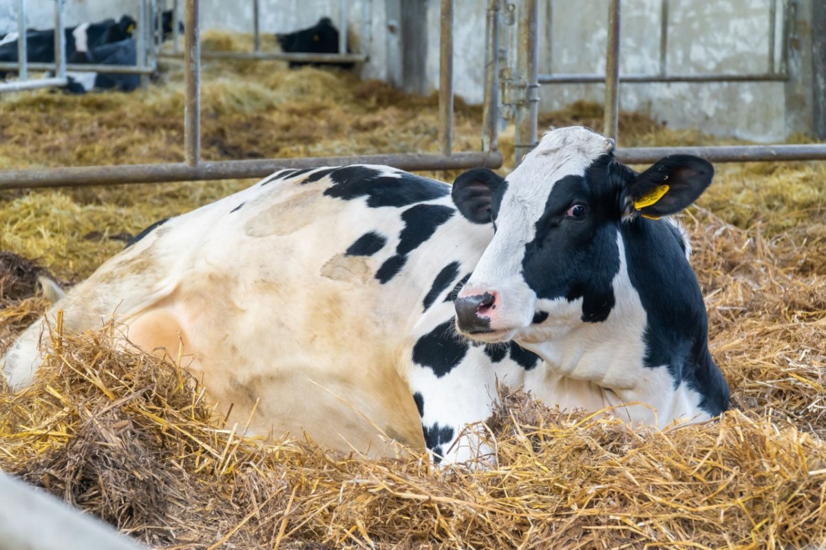 Племенные нетели