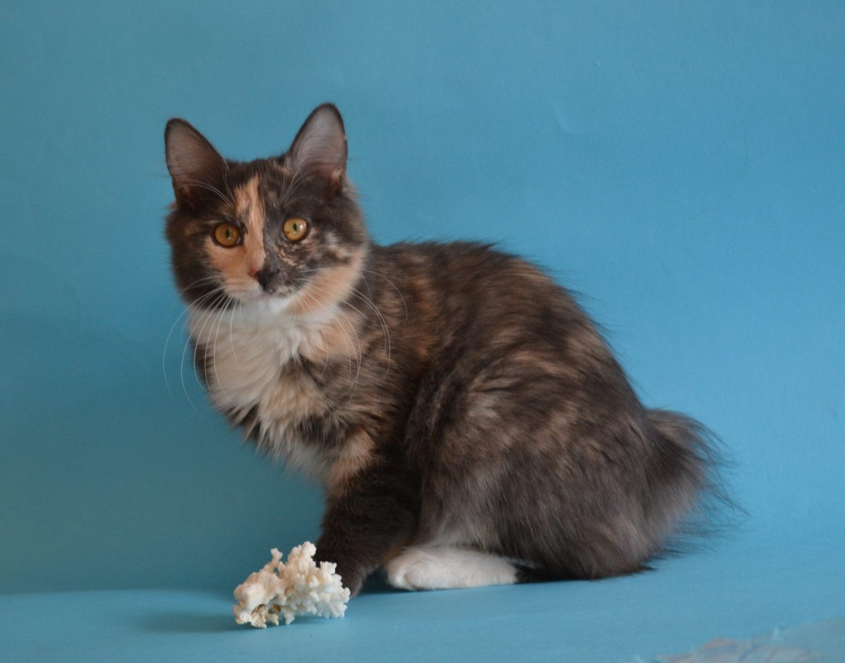 Голубокремовая черепаха Мейн кун