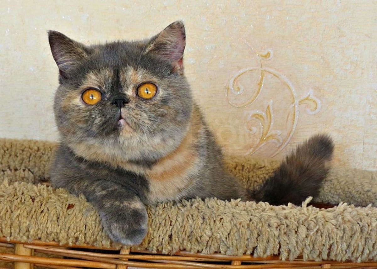 Британская черепаховая кошка