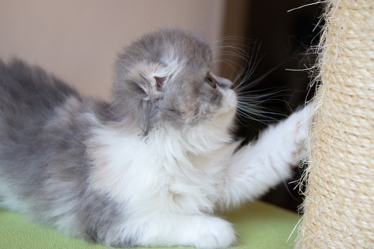 Мейкун голубокремлвая черепаха