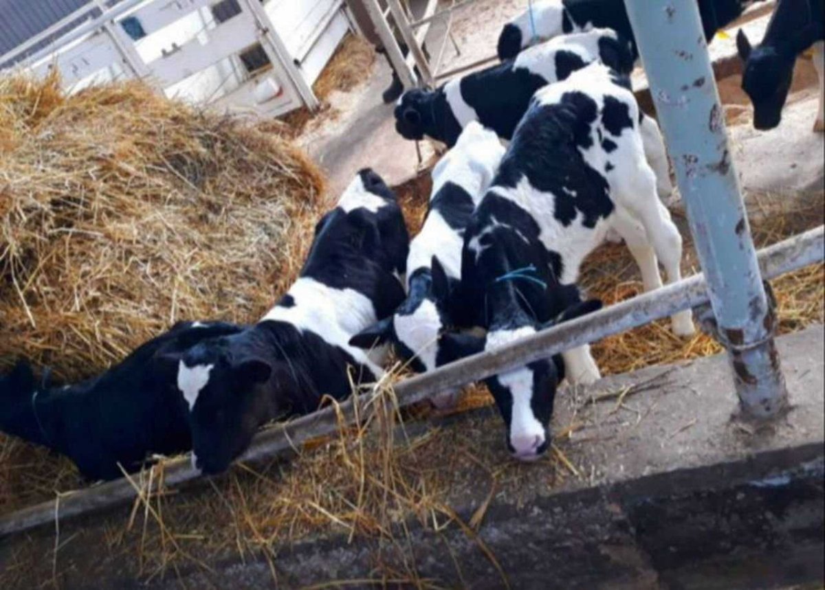 Холмогоры телята бычки