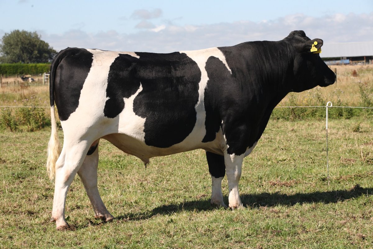 Порода голштино бык