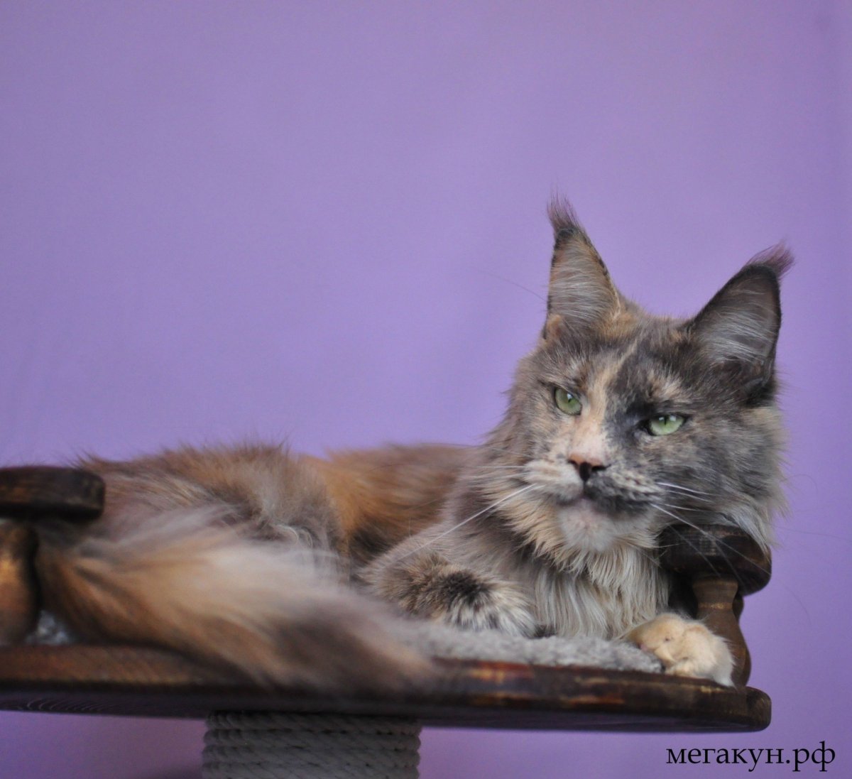 Голубокремовая черепаха сфинкс