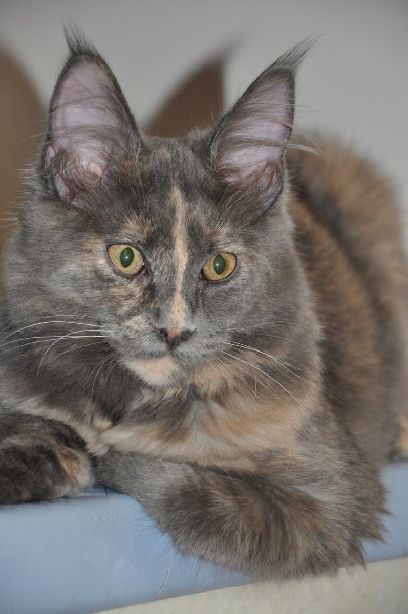 Голубокремовая черепаха Мейн кун