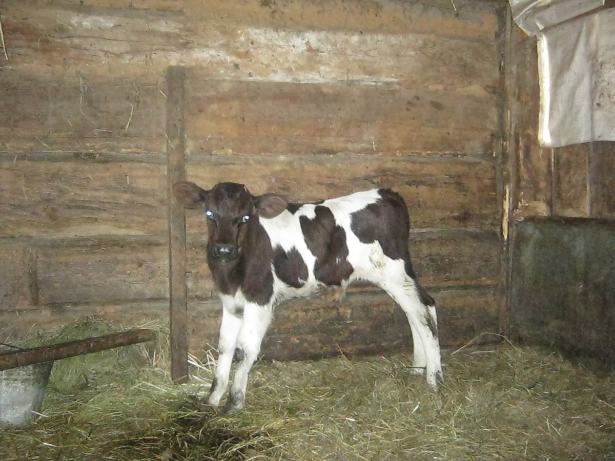 Телята голштино фризской породы