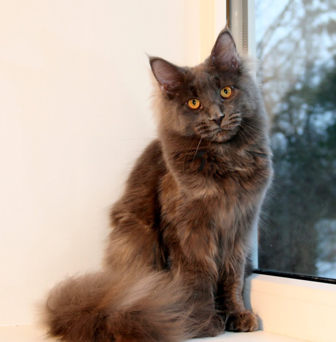 Голубокремовая Мейн кун