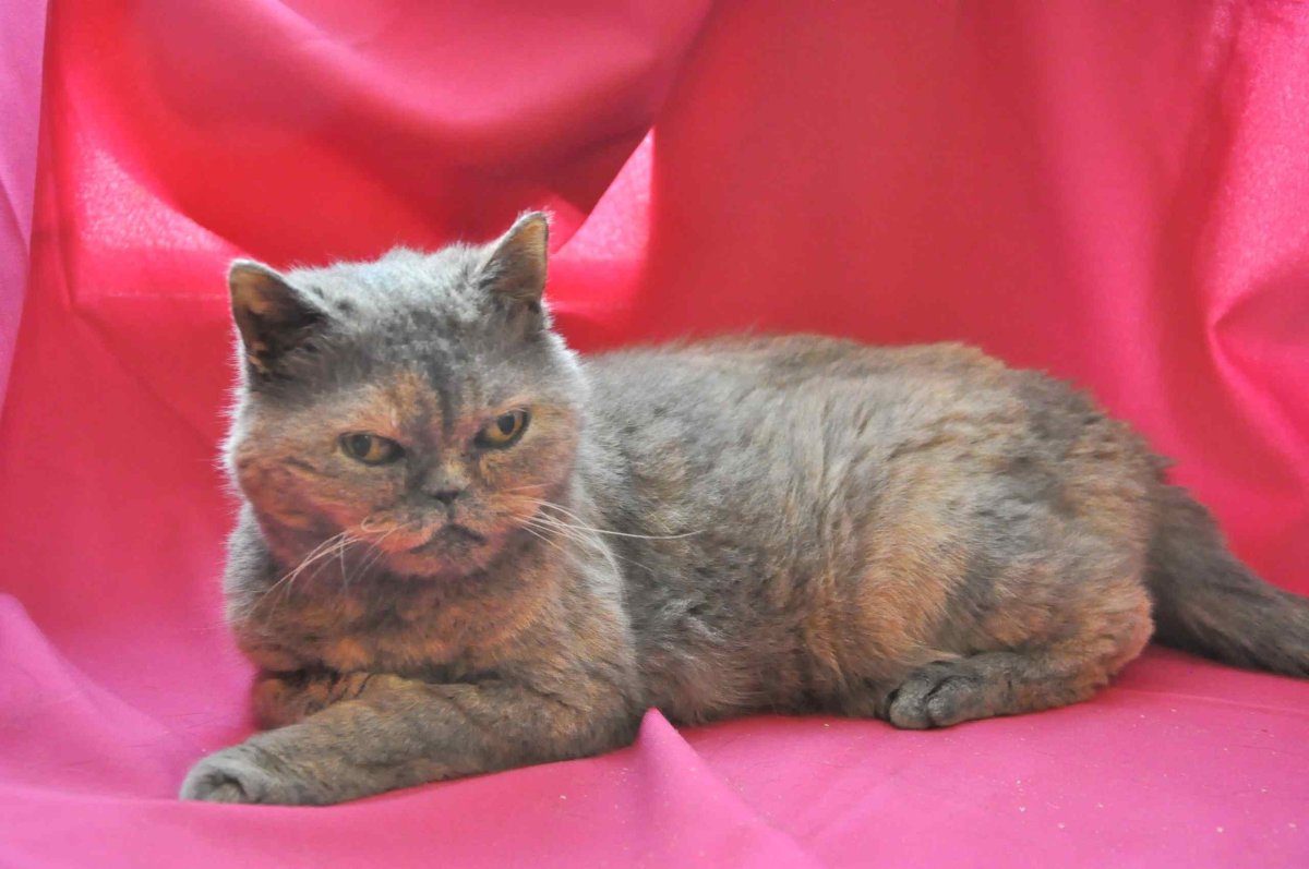 Pretty fluffy Cat laying against Grey Brick Wal