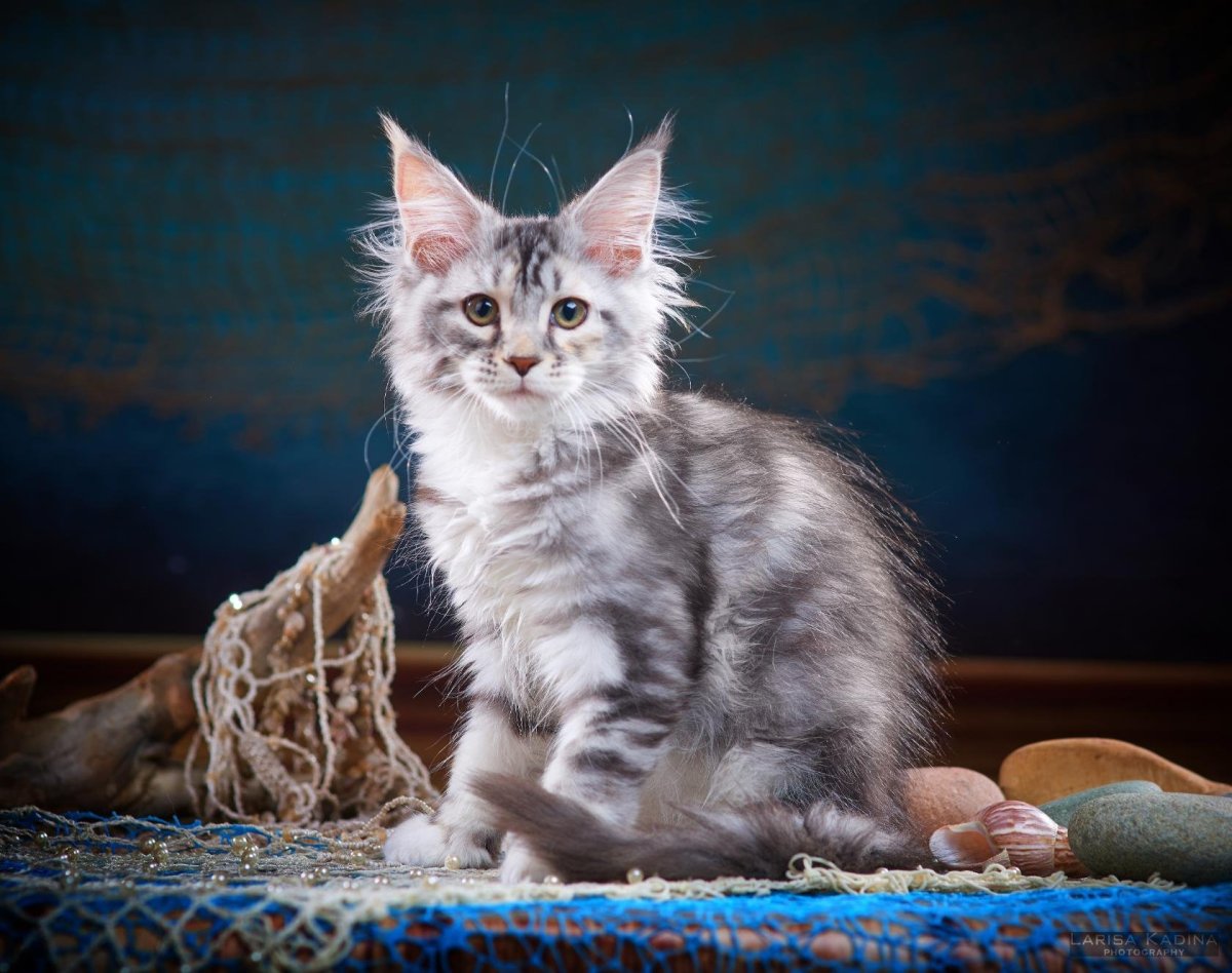 Голубокремовая кошка