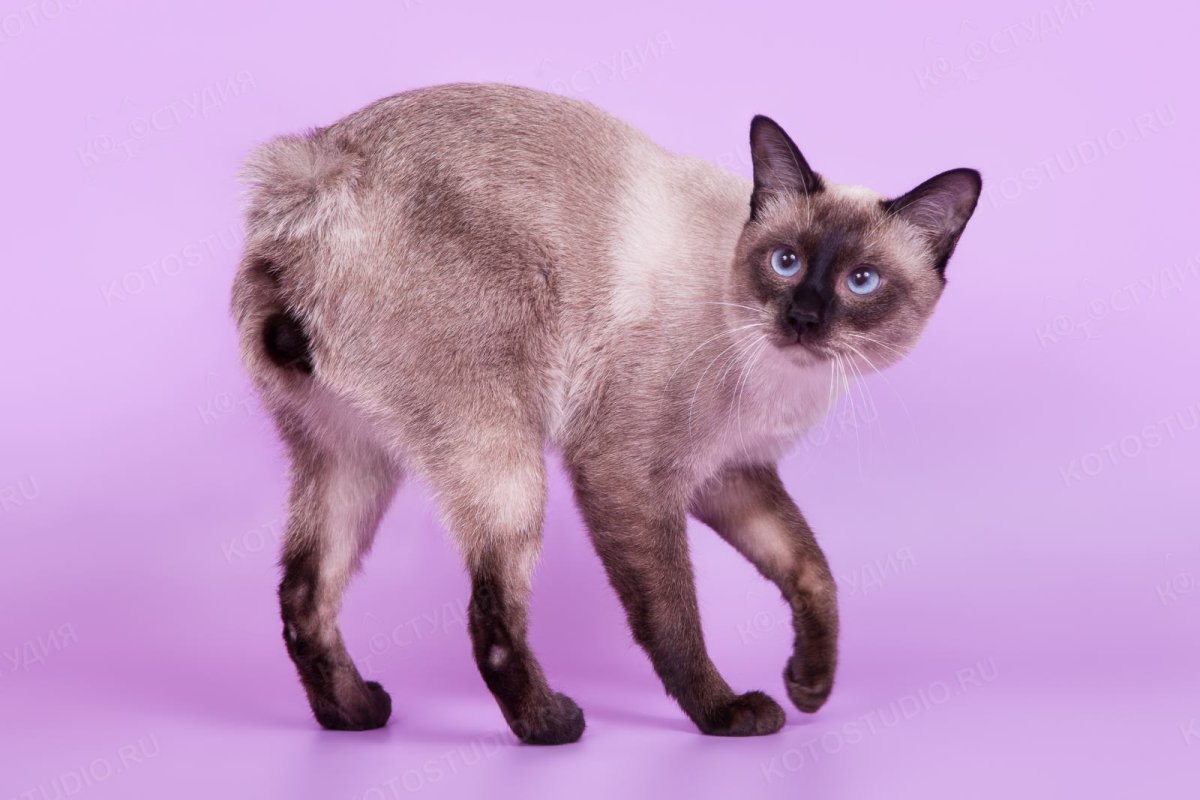 Британские котята 1 месяц