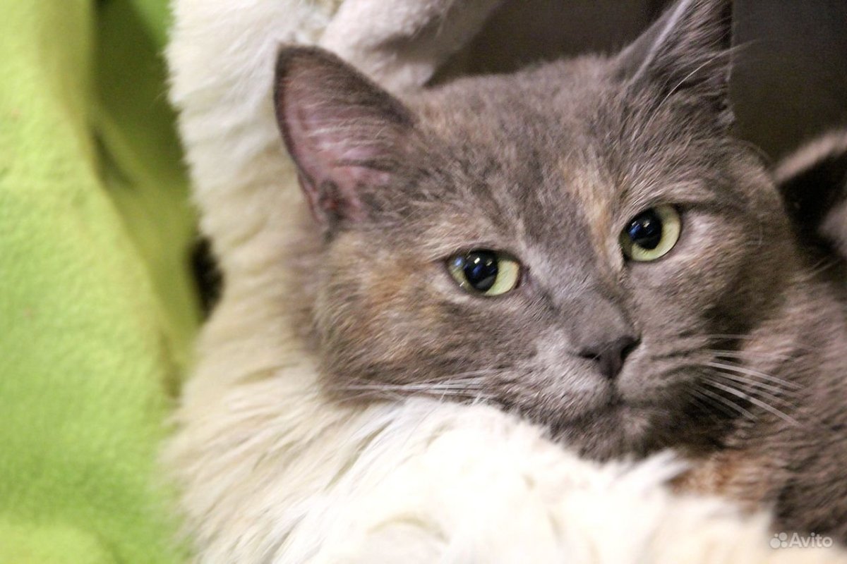 Шотландская страйт голубой табби