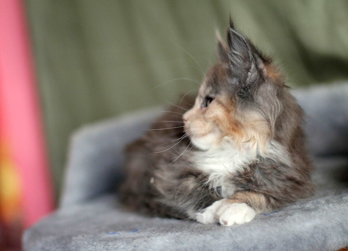 Британская черепаховая кошка серая