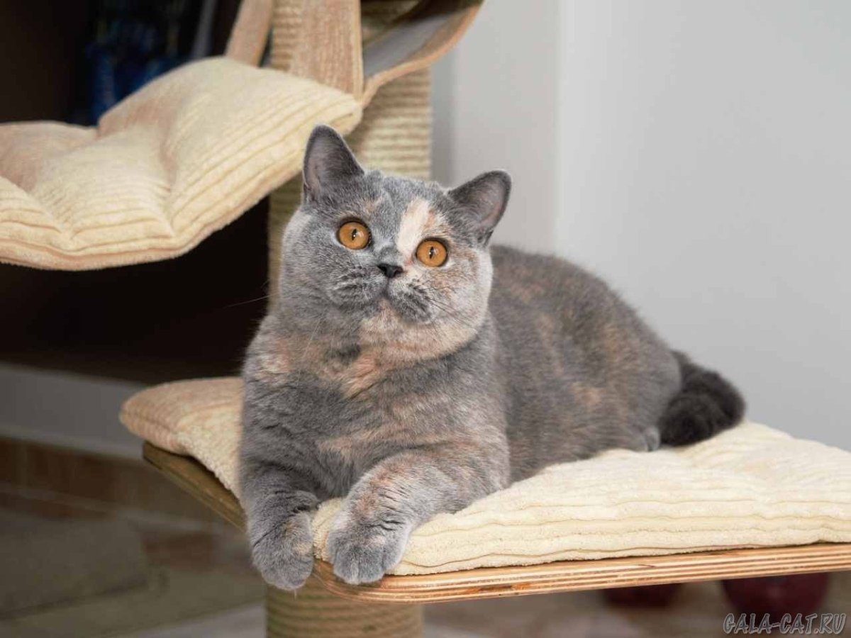 Голубокремовый Мейн кун