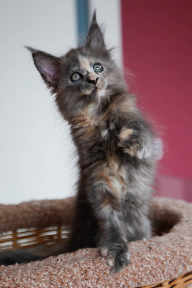 Перс черепахового окраса кошка