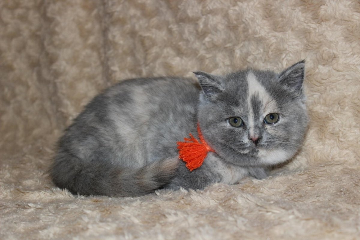 Голубокремовая черепаховая кошечка.