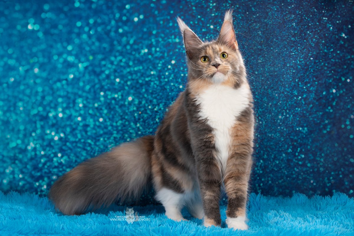 Британская черепаховая кошка