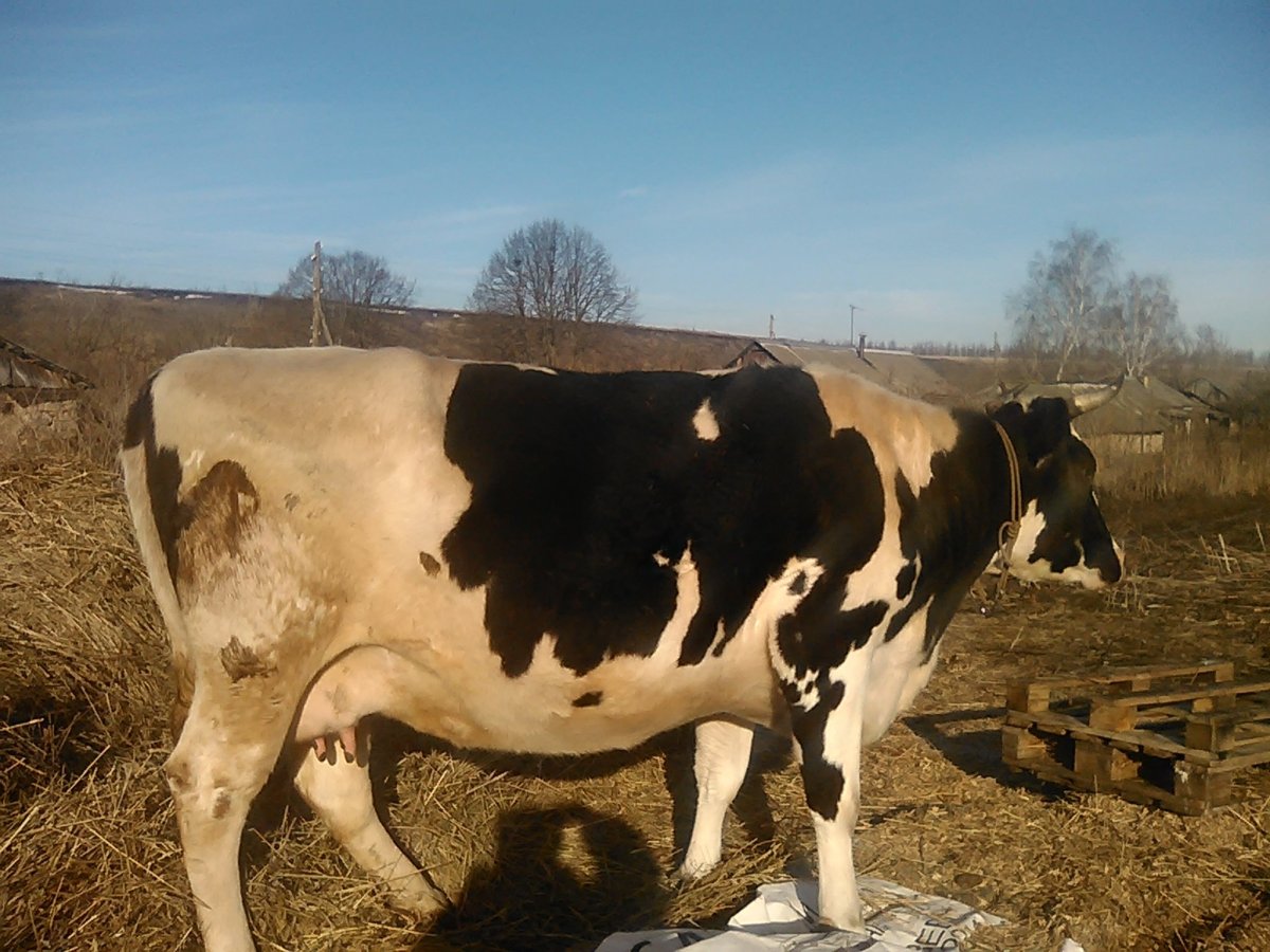 Галштинофризские коровы