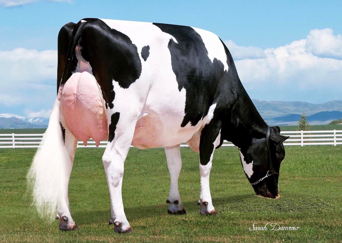 Гольштейн моллар