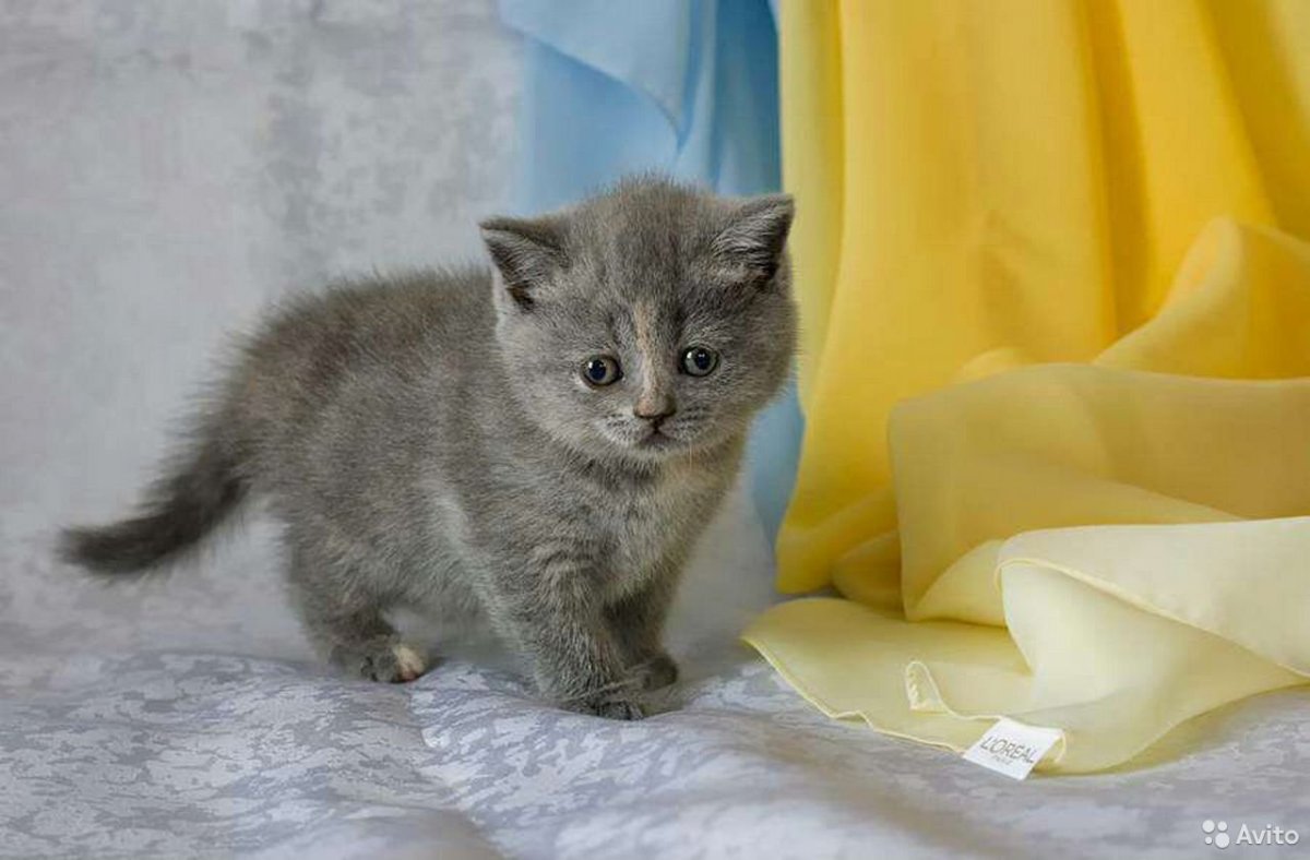 Хайленд фолд голубокремовая черепаха серебристый