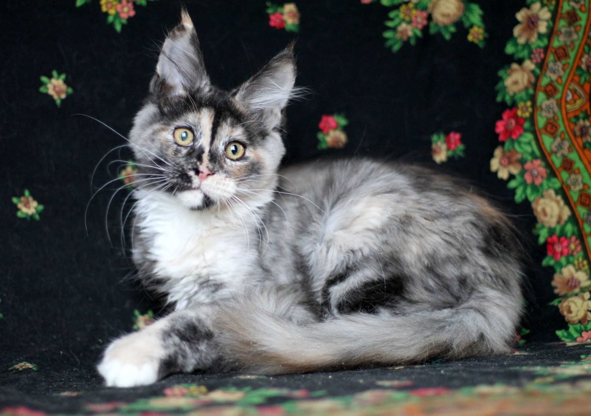 Сфинкс голубокремовый окрас