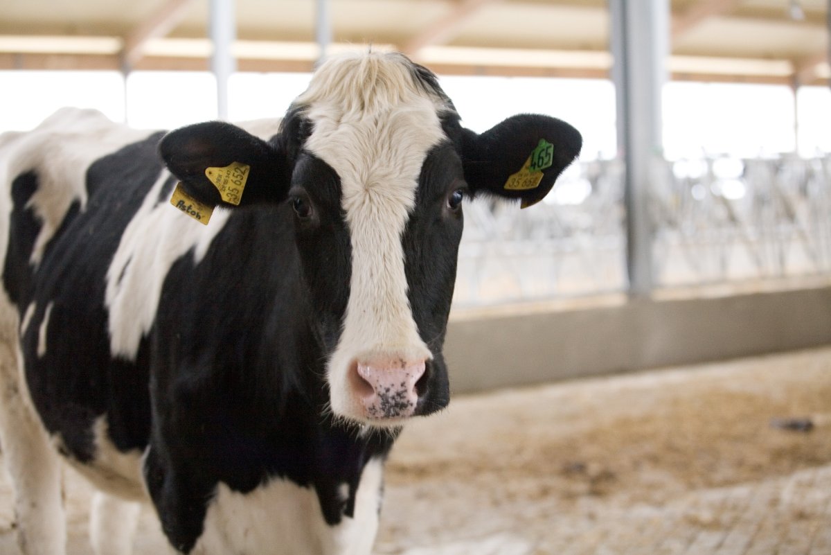 Голштинская порода коров