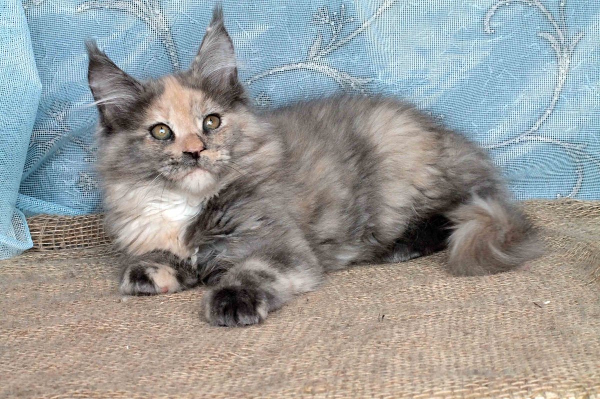 Дымчатая черепаховая кошка