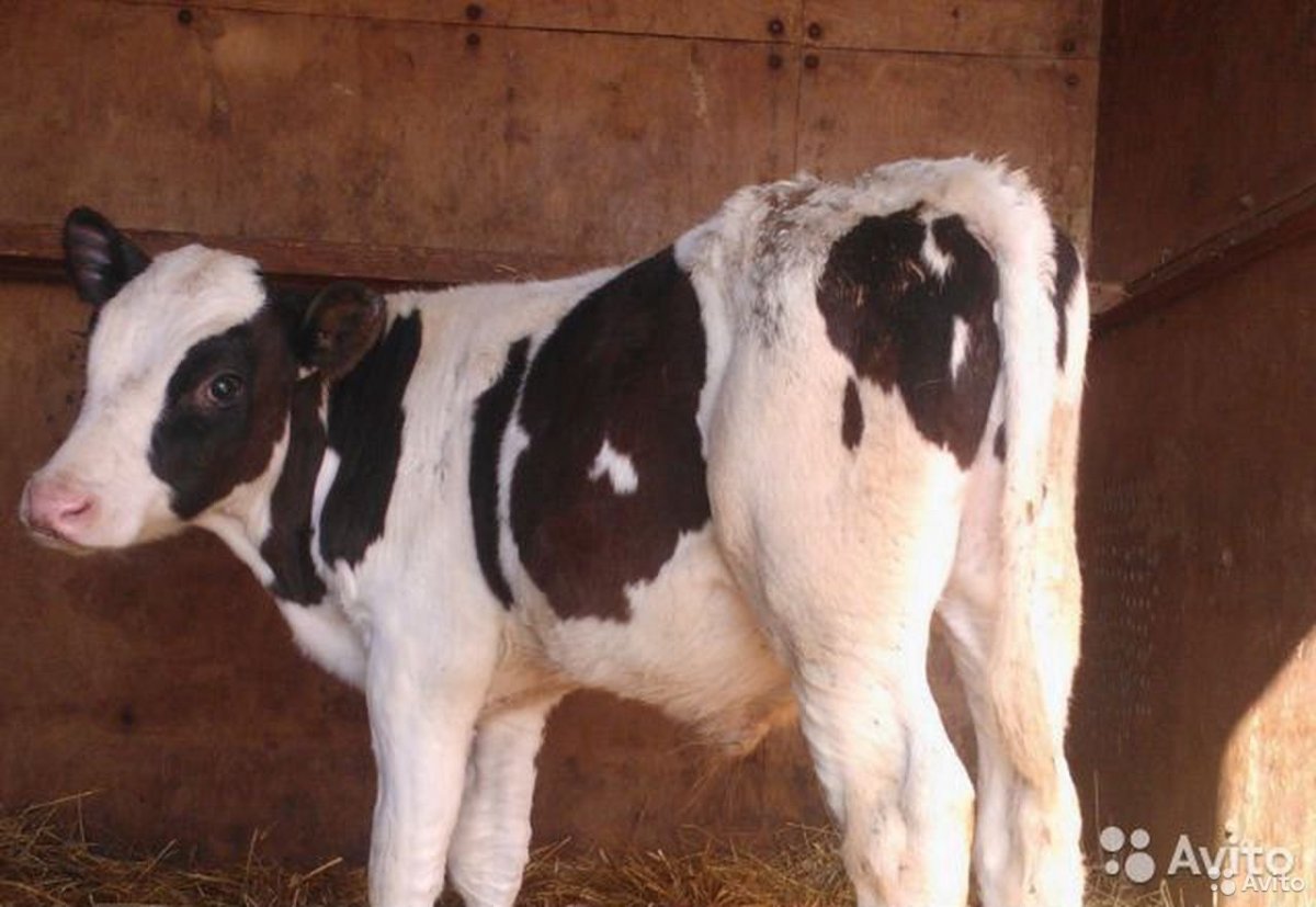 Телята бычки голштины