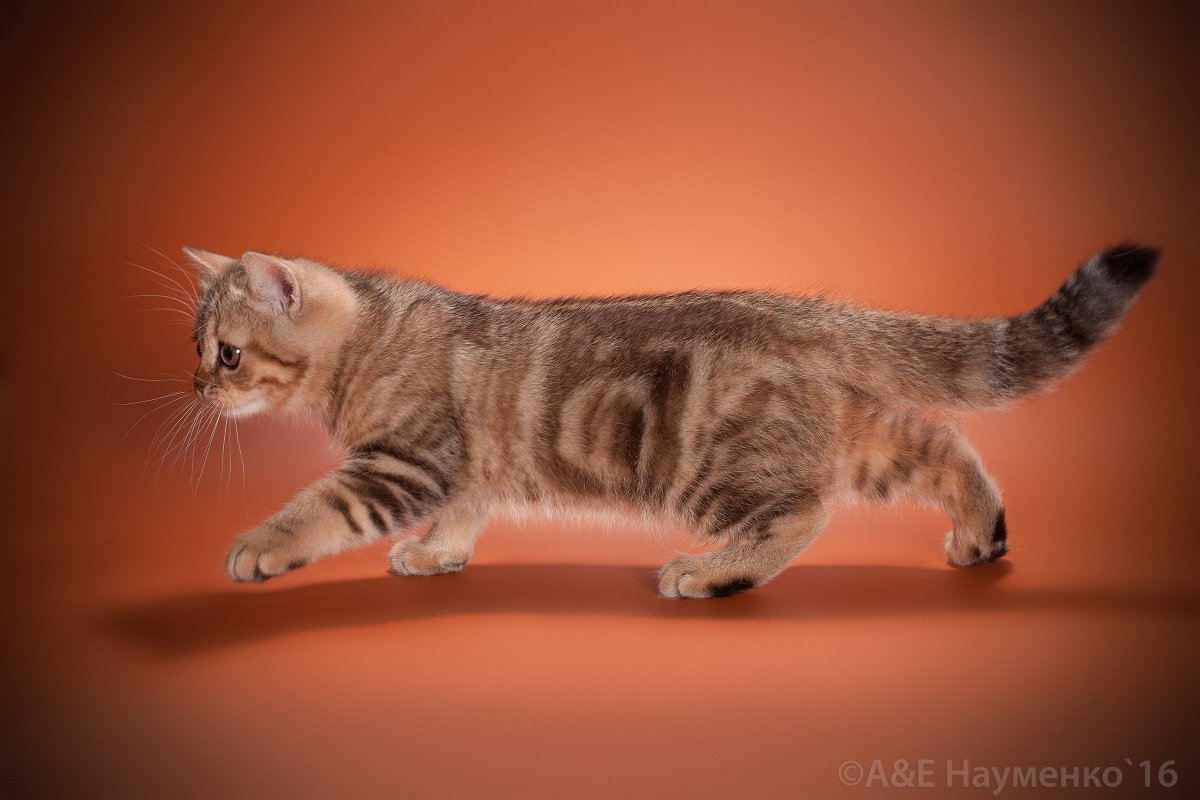 Голубокремовая кошка Мейн кун