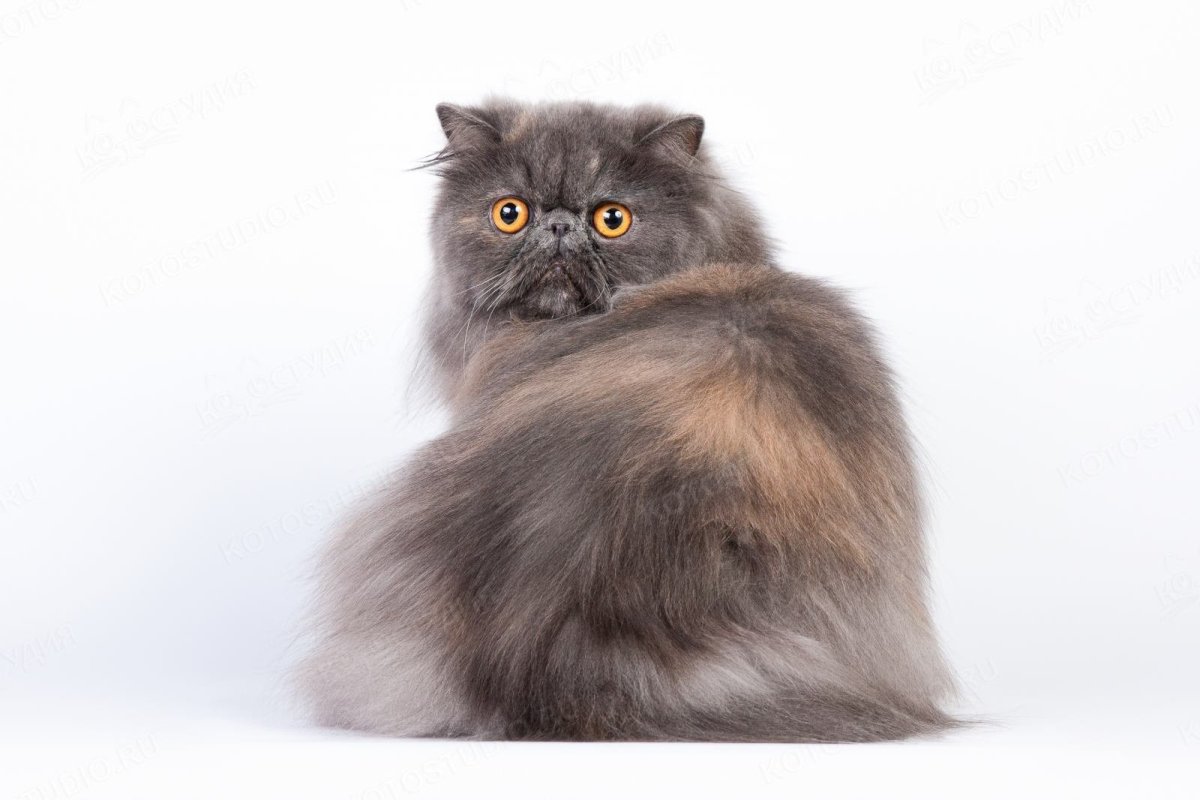 Метис британской короткошерстной кошки