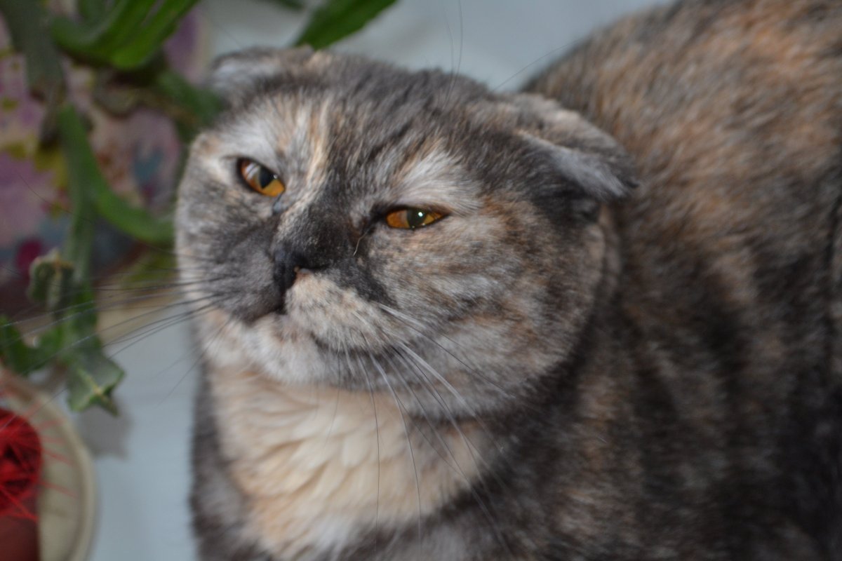 Голубой Меконгский бобтейл