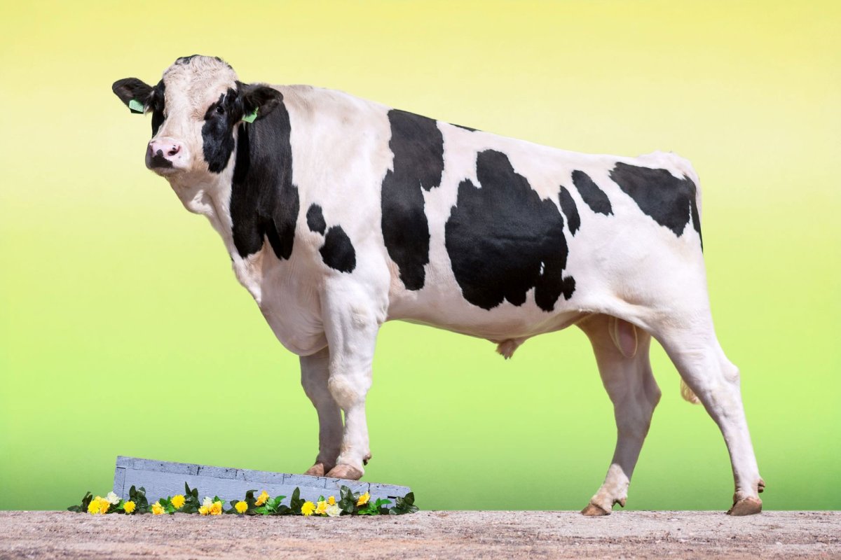 Голштино-Фризская порода