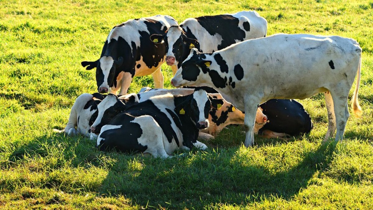 Голштинская корова