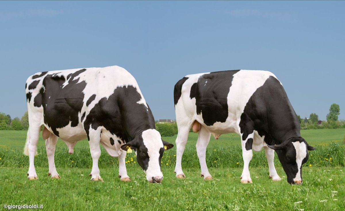 Телята голштино фризской породы