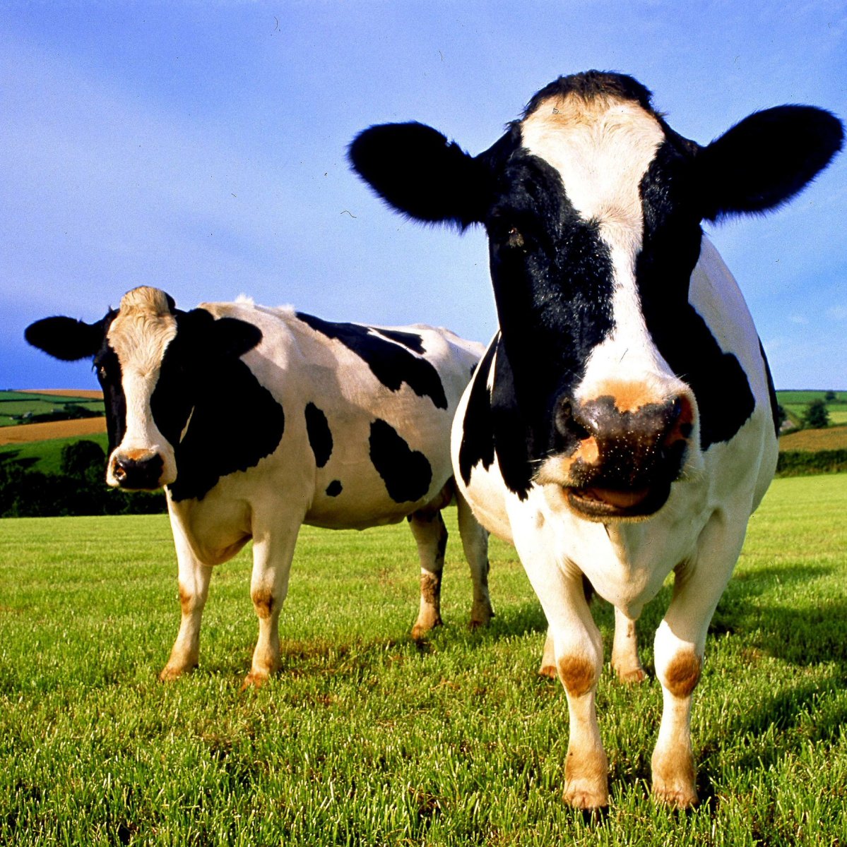 Телята голштино фризской породы