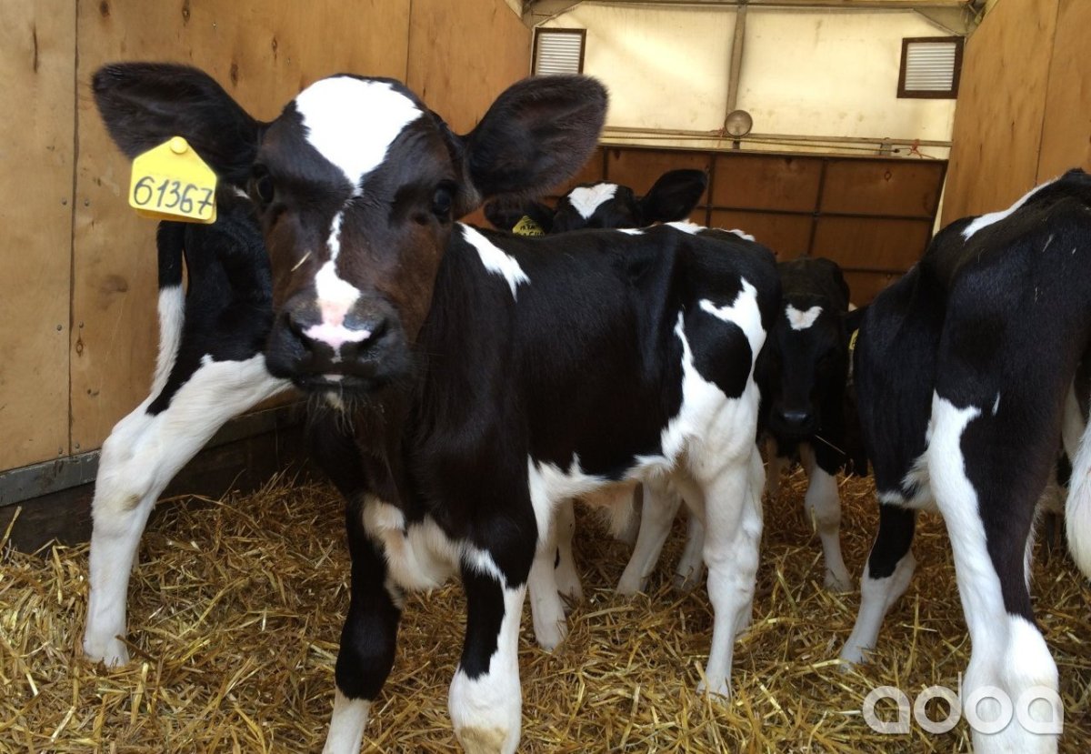 Холмогоры телята бычки