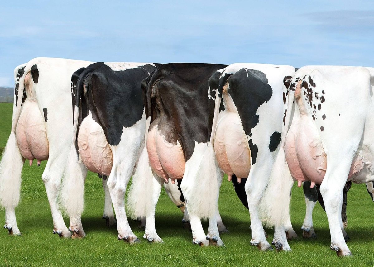 Порода коров голштино