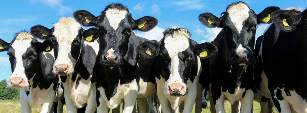 Голубовато пестрая Голштинская порода коров