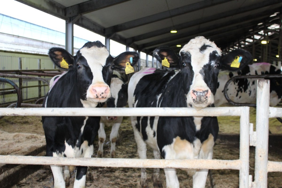 Голштинская порода ЭКОНИВА