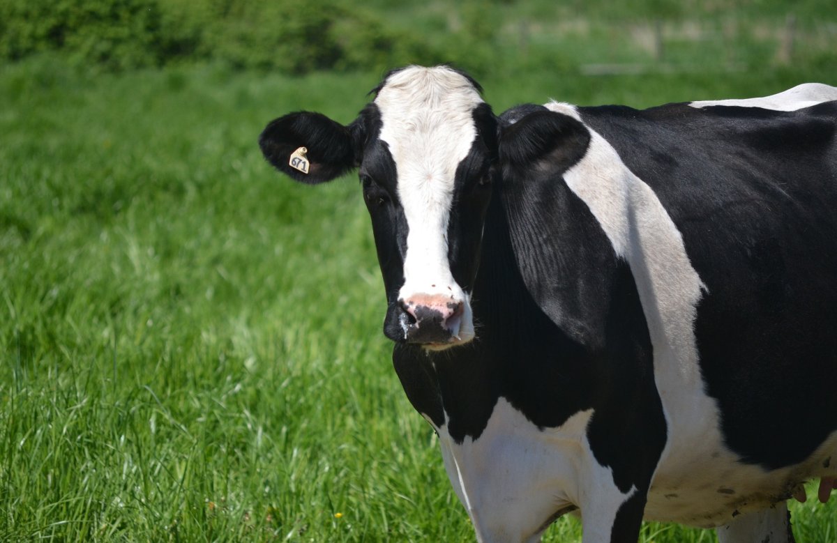 Голштинская черно-пестрая